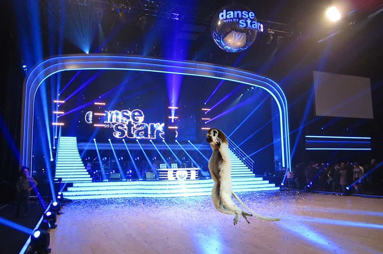 Danse avec les animaux bientôt sur TF1