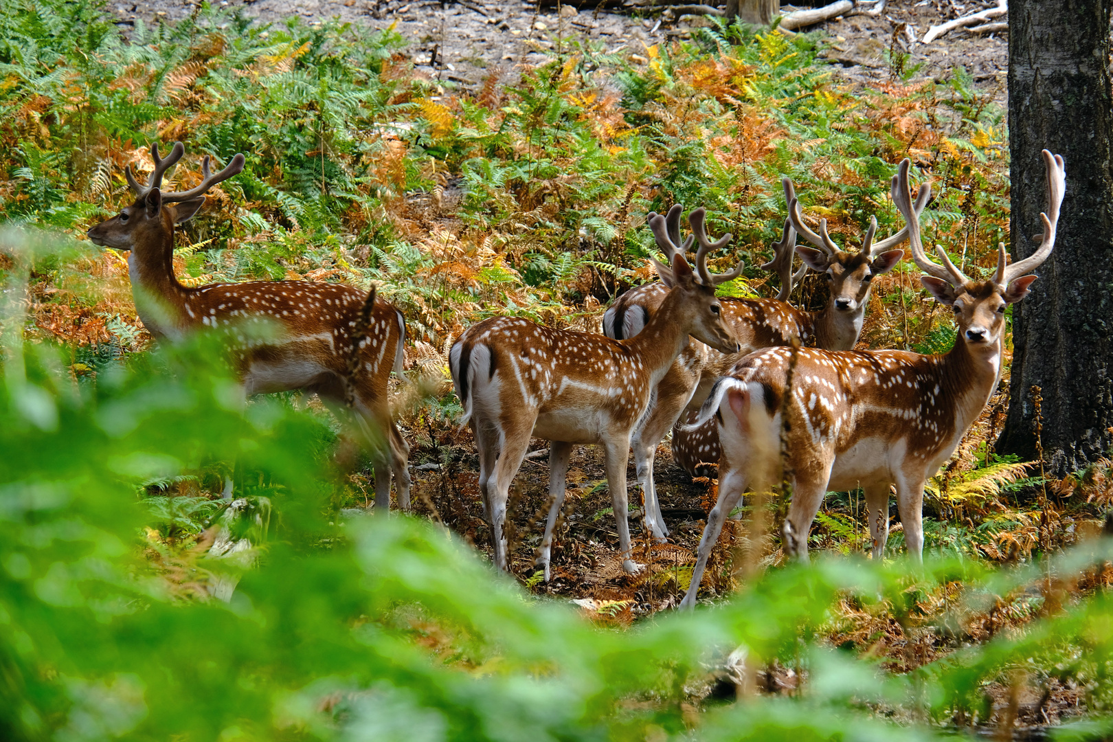 Une assemblée d’animaux surprise en forêt de Brocéliande