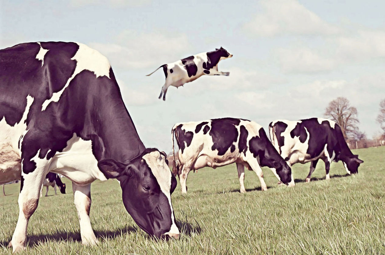 Les vaches pourraient-elles finalement être la solution au réchauffement  climatique ?
